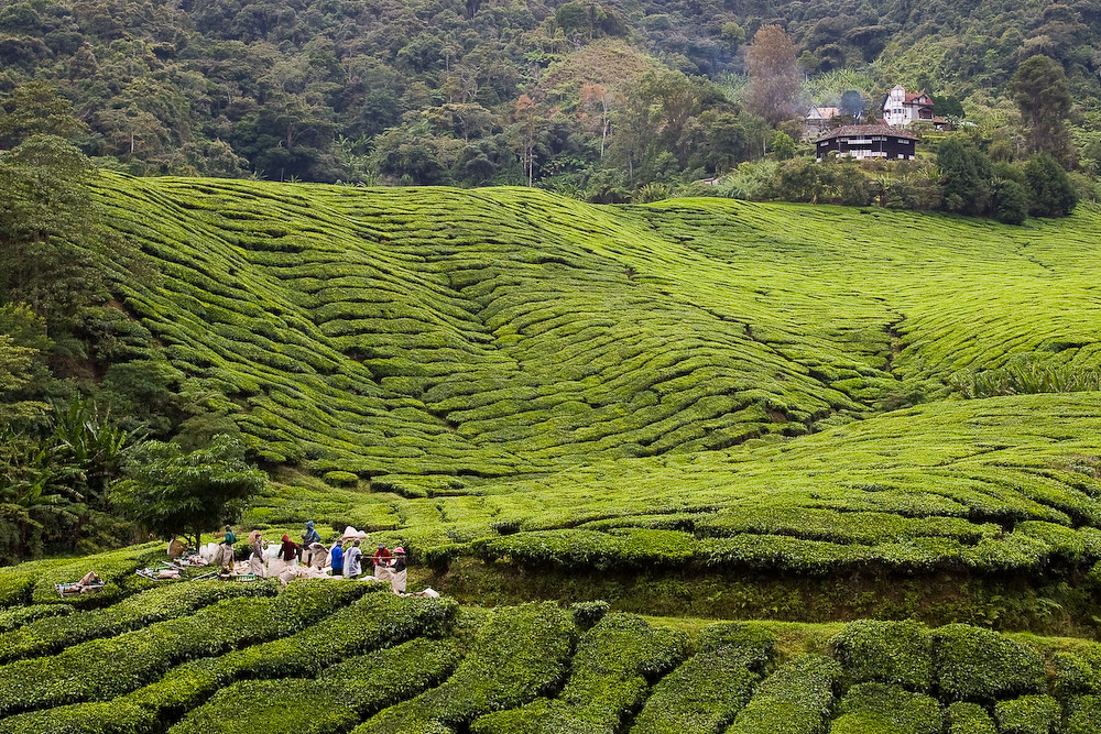 Picking tea
