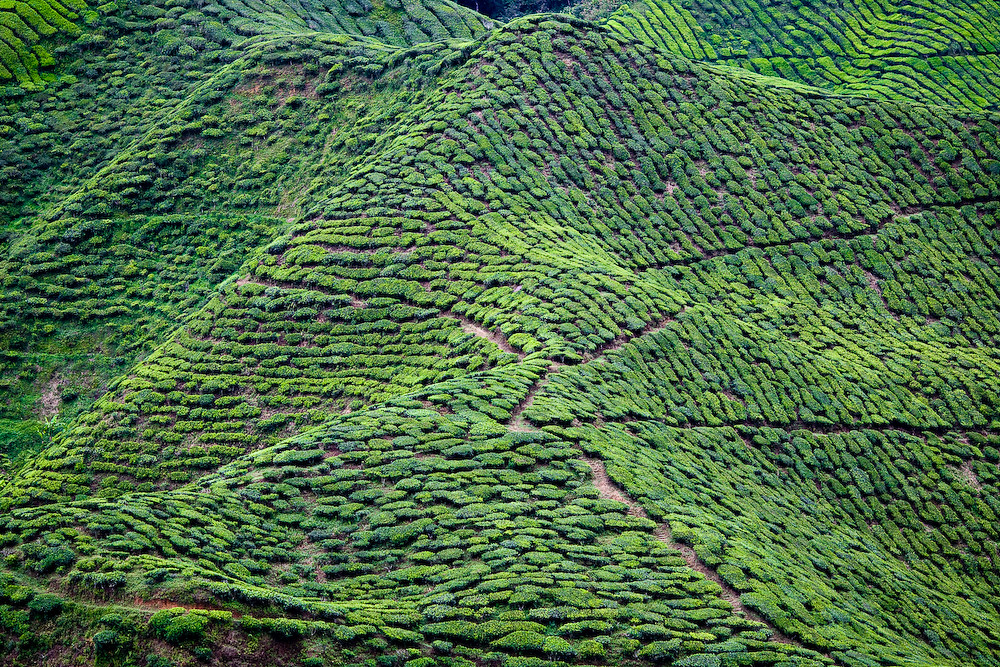 Endless tea
