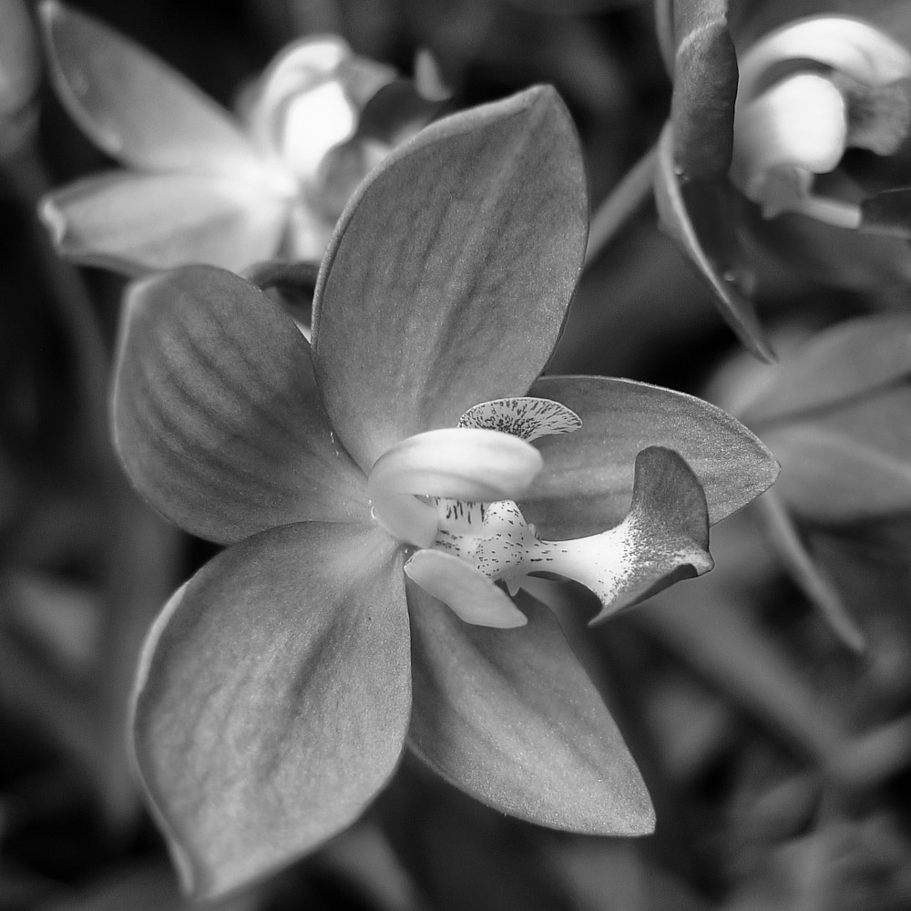 More macros