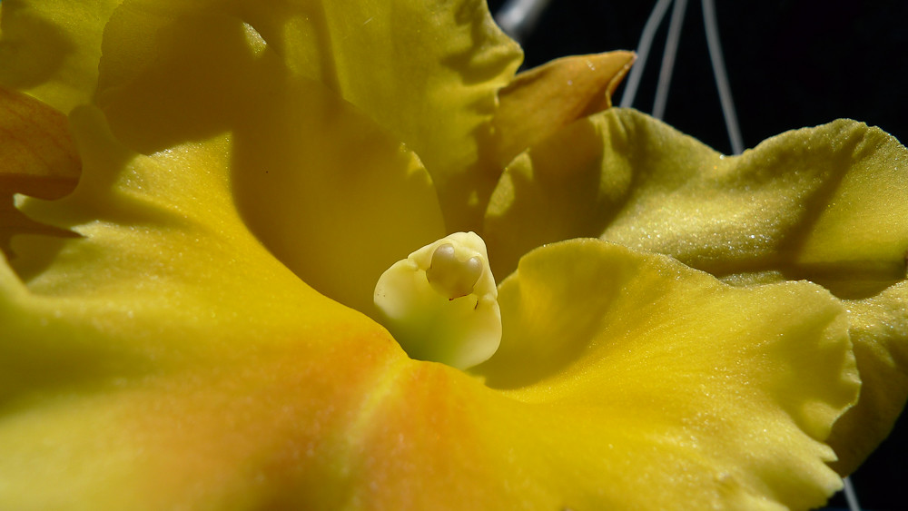 More macros